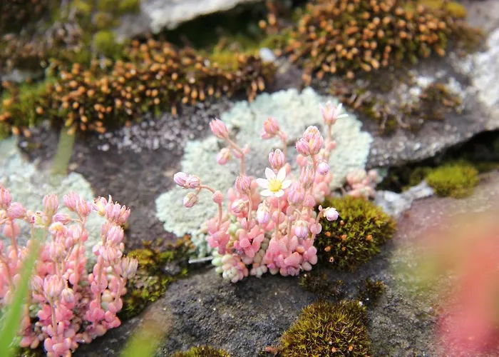 Caviezel Appartement *