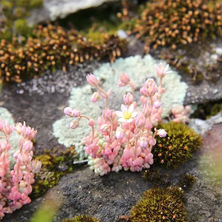 Caviezel Διαμέρισμα *